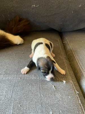 Les chiots de Fox Terrier Poil lisse