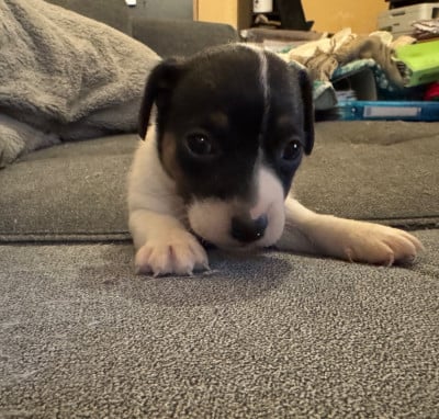 Les chiots de Jack Russell Terrier