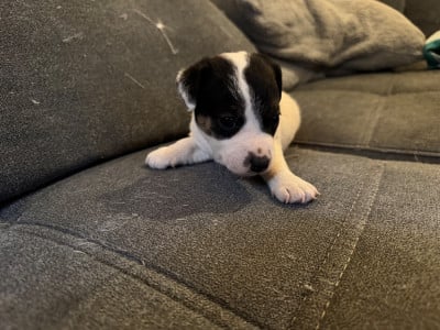 Les chiots de Jack Russell Terrier