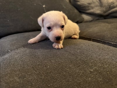 Les chiots de Jack Russell Terrier