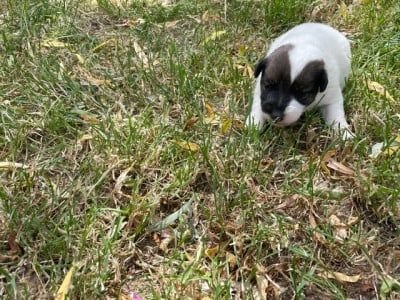 Les chiots de Fox Terrier Poil lisse