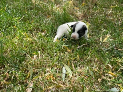 Les chiots de Fox Terrier Poil lisse