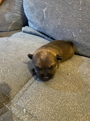 Les chiots de Border Terrier