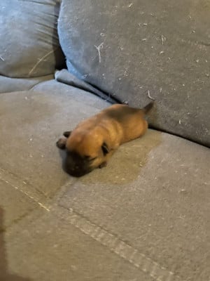 Les chiots de Border Terrier