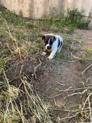 Les chiots de Fox Terrier Poil lisse