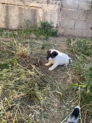Les chiots de Fox Terrier Poil lisse