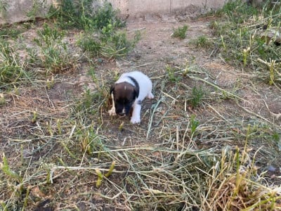 Les chiots de Fox Terrier Poil lisse