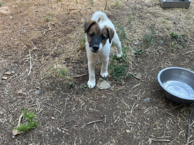 Les chiots de Fox Terrier Poil lisse