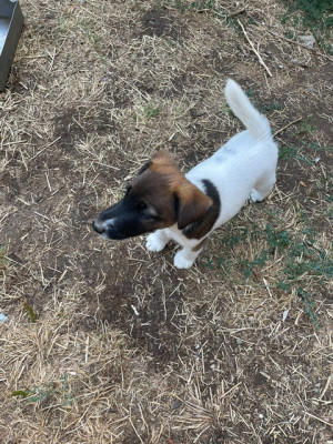 Les chiots de Fox Terrier Poil lisse
