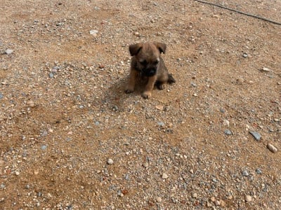 Les chiots de Border Terrier