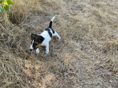 Les chiots de Jack Russell Terrier