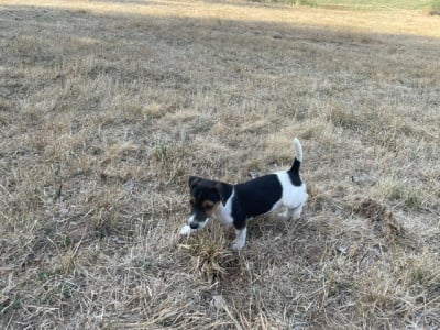 Les chiots de Jack Russell Terrier