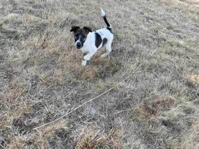 Les chiots de Fox Terrier Poil lisse