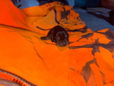 Les chiots de Teckel poil dur