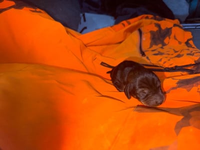 Les chiots de Teckel poil dur
