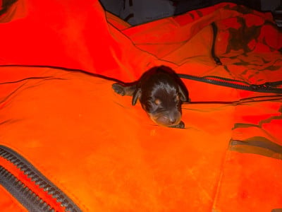 Les chiots de Teckel poil dur