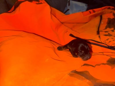 Les chiots de Teckel poil dur