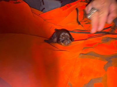 Les chiots de Teckel poil dur