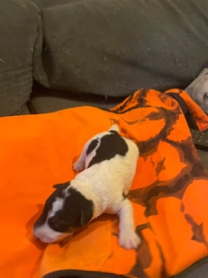 Les chiots de Fox Terrier Poil Dur
