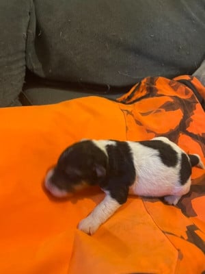 Les chiots de Fox Terrier Poil Dur
