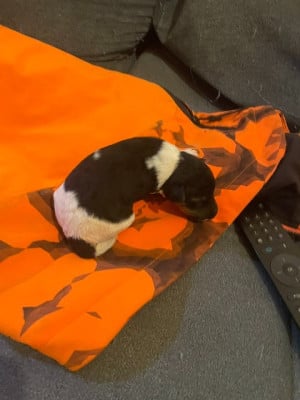 Les chiots de Fox Terrier Poil Dur