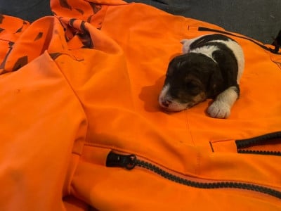 Les chiots de Fox Terrier Poil Dur
