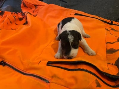 Les chiots de Fox Terrier Poil Dur