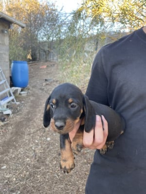 Les chiots de Teckel poil dur