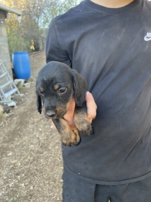 Les chiots de Teckel poil dur
