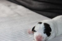 de l'antre des jacks - Jack Russell Terrier - Portée née le 28/10/2019
