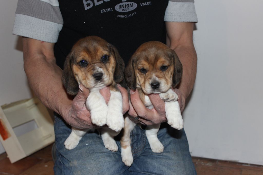 Chiot Beagle, femelle disponible en AuvergneRhoneAlpes