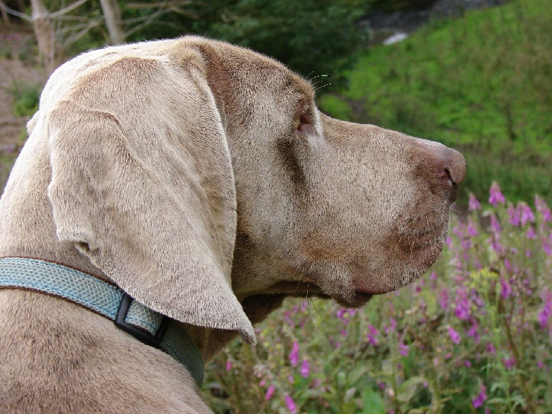 Publication : du val de Lienne