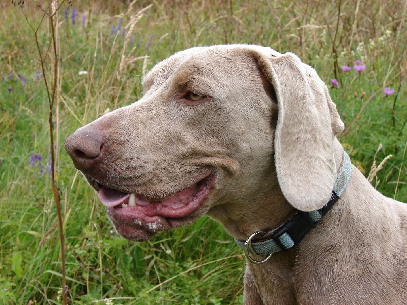 Publication : du val de Lienne