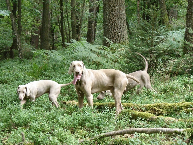 Publication : du val de Lienne