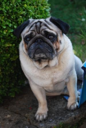 Publication : de la Marquise du Noirval Auteur : sabine Andries