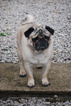 Publication : de la Marquise du Noirval Auteur : sabine Andries