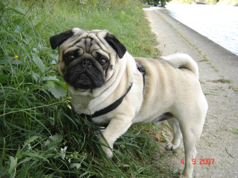 Publication : de la Marquise du Noirval Auteur : sabine Andries