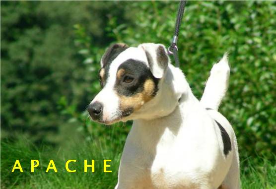 Publication : des Diamants Verts