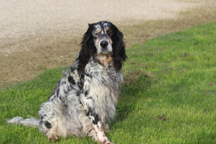 Roxy des Diamants Verts