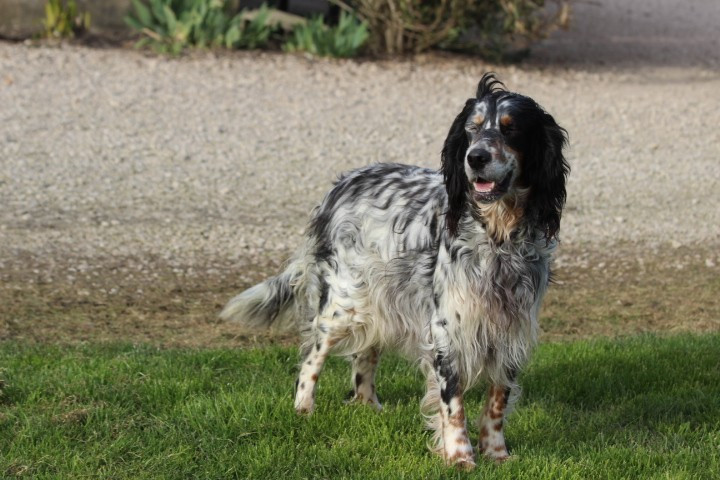 Roxy des Diamants Verts