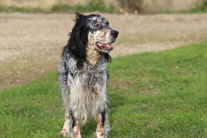 Roxy des Diamants Verts