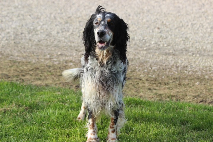 Roxy des Diamants Verts