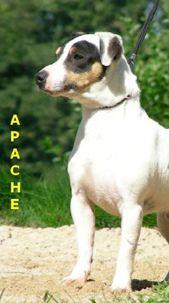 Publication : des Diamants Verts