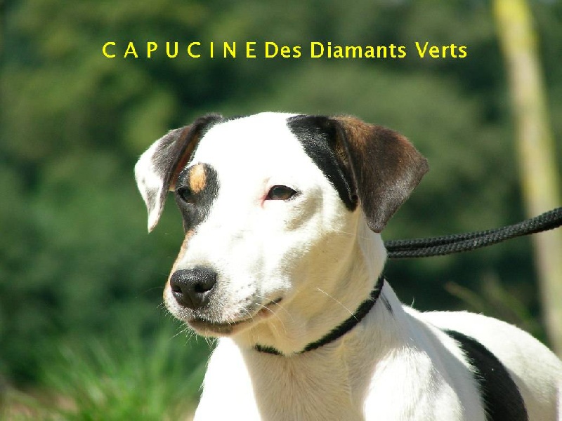Publication : des Diamants Verts