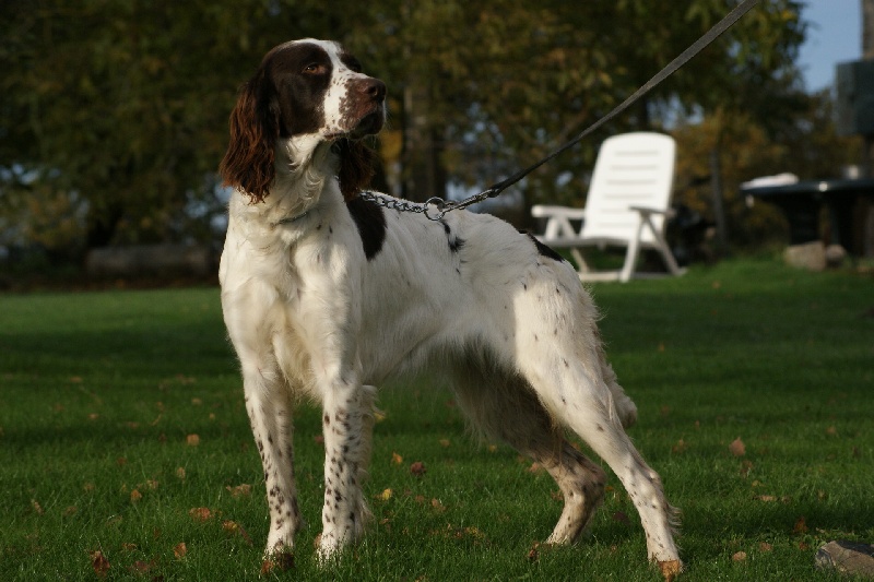 Publication : des Diamants Verts