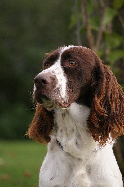 Publication : des Diamants Verts