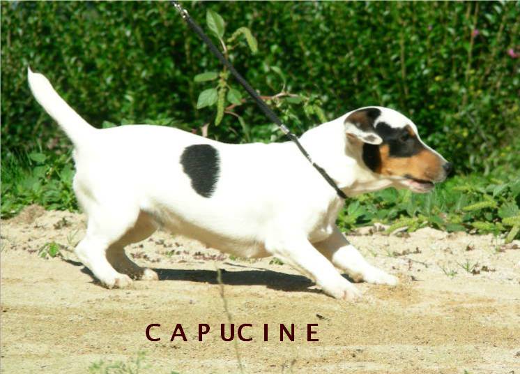 Publication : des Diamants Verts