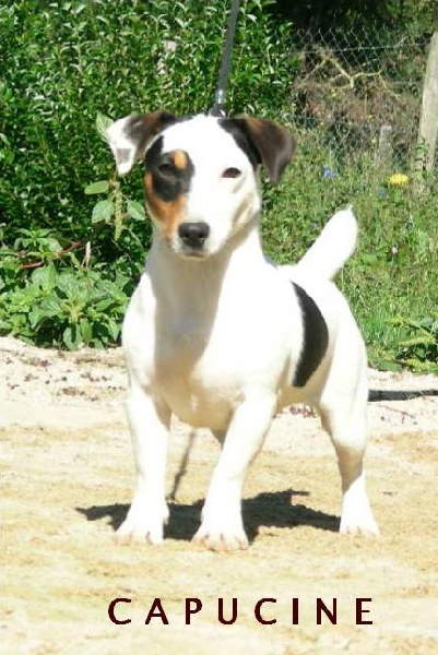 Publication : des Diamants Verts