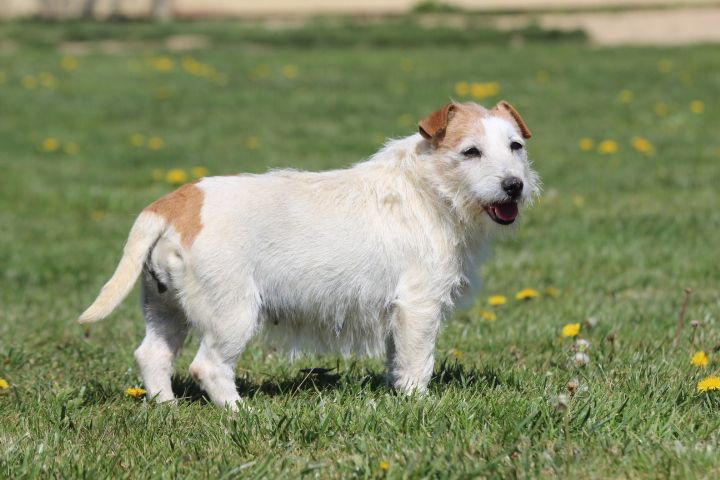 Publication : des Diamants Verts