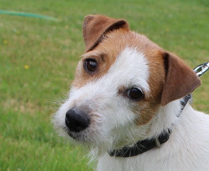 Publication : des Diamants Verts